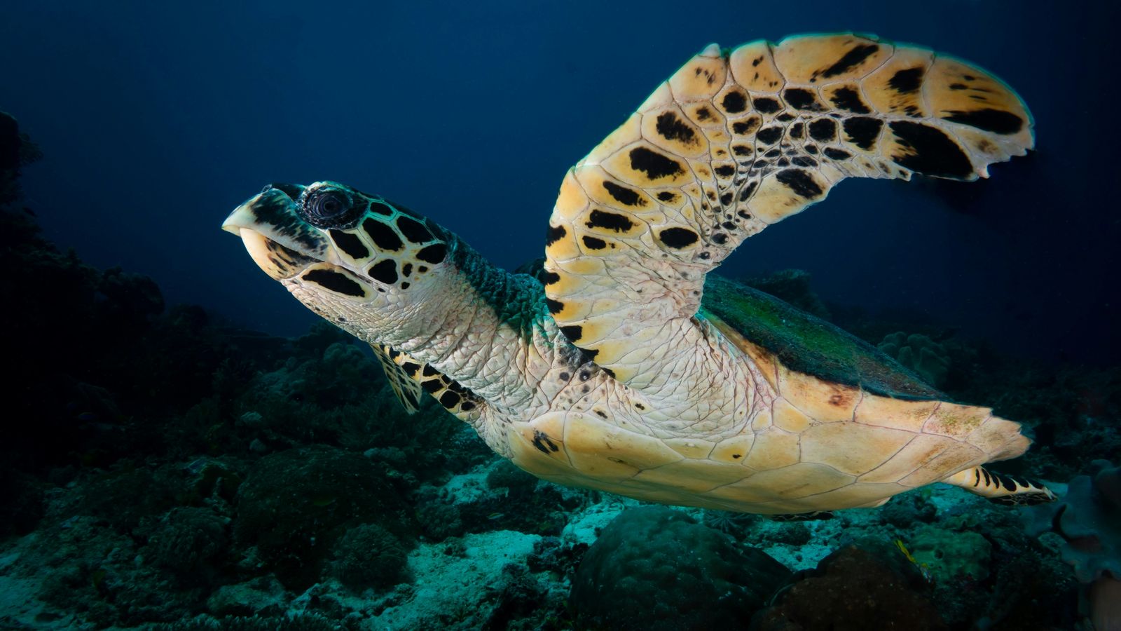 A hawksbill turtle swims above the reef in Dampier Strait, Raja Ampat.