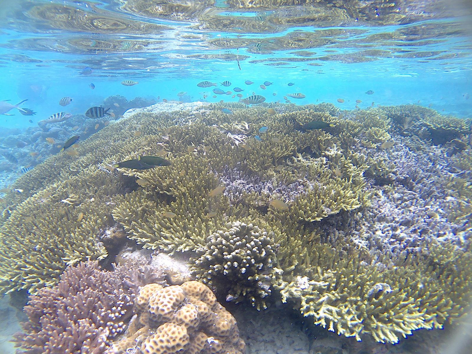 Small fish swim over branching coral in clear, shallow water near Arborek in Raja Ampat.