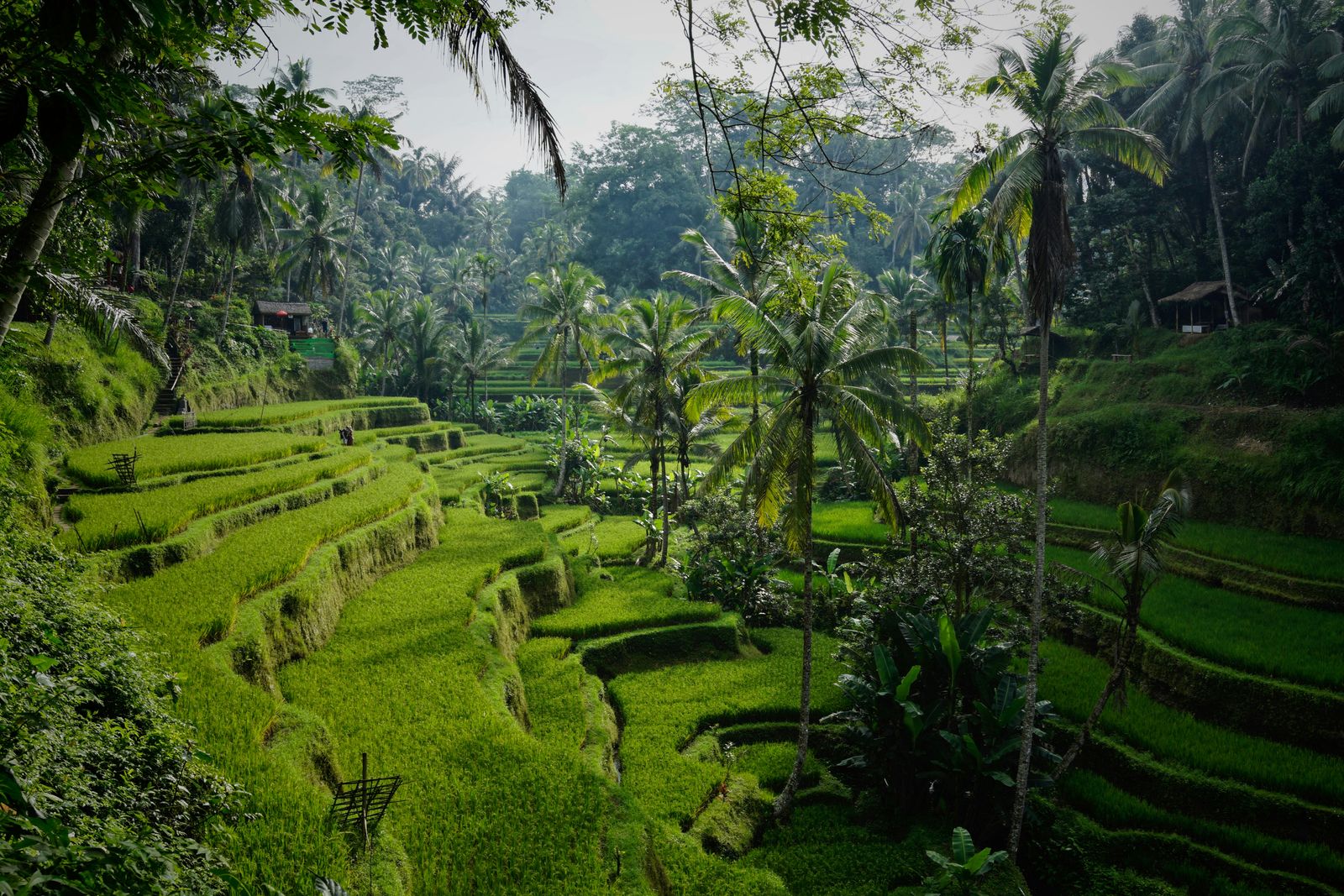 Green stepped rice terraces and tall palms fill a valley at Tegallalang, near Ubud.
