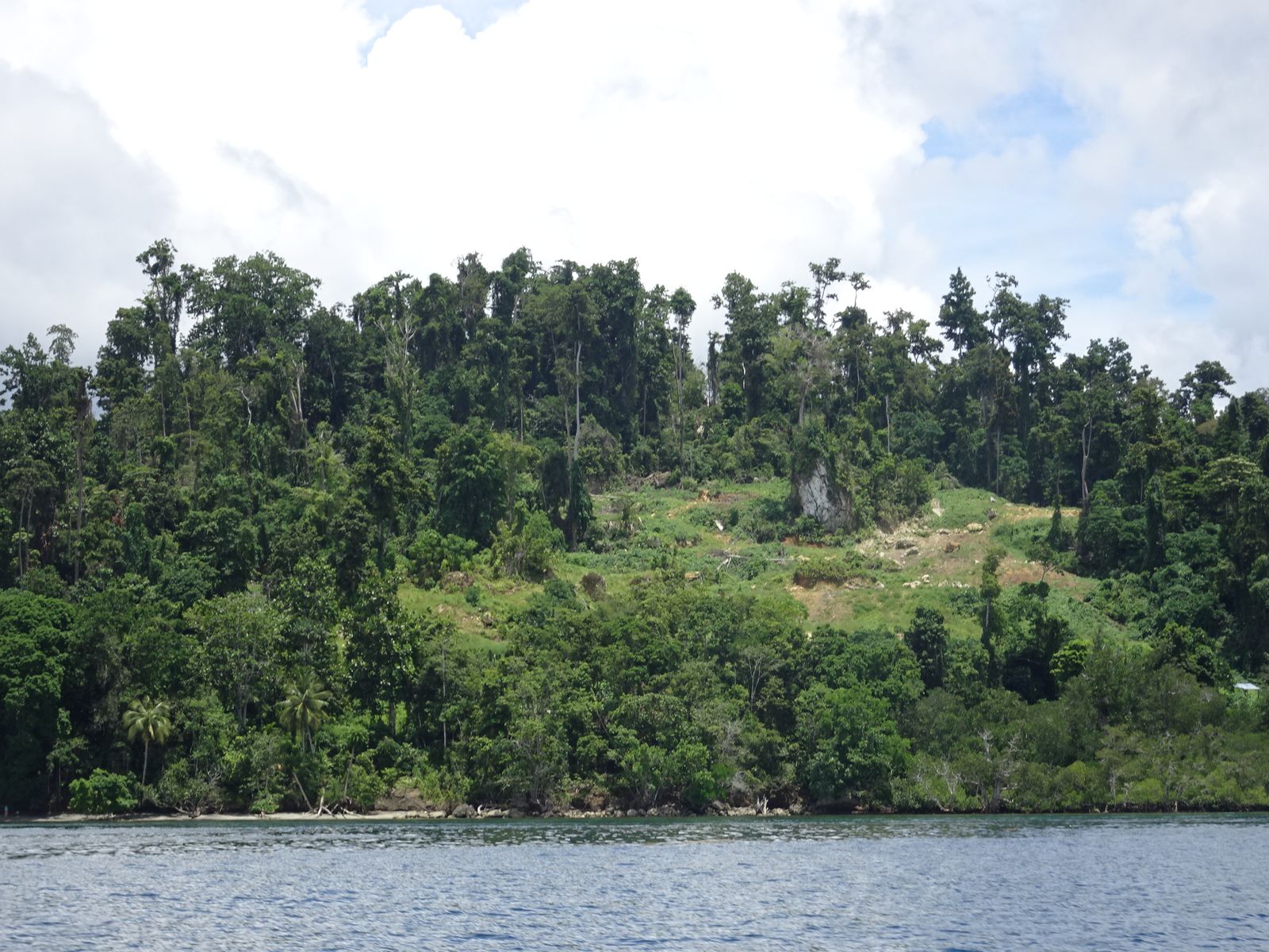 A wooded hillside meets the water along the coast of Waigeo near Waisai.